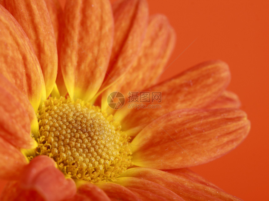 橙色花朵植物群草本植物季节花瓣花园花冠香气季节性宏观花店图片