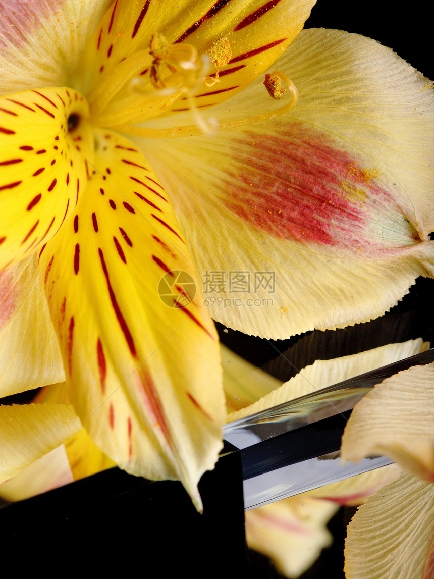 黄黄色花朵黄色花冠花园绿色宏观季节植物花瓣花店季节性图片