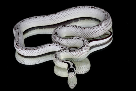 白蛇亚甲二烯酯野生动物正方形黑色生活荒野王蛇生物舌头白色灯带背景