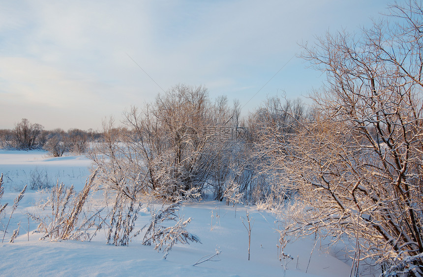 雪田中冻结的树木雪堆雪花场景仙境天空旅行蓝色季节白色森林图片