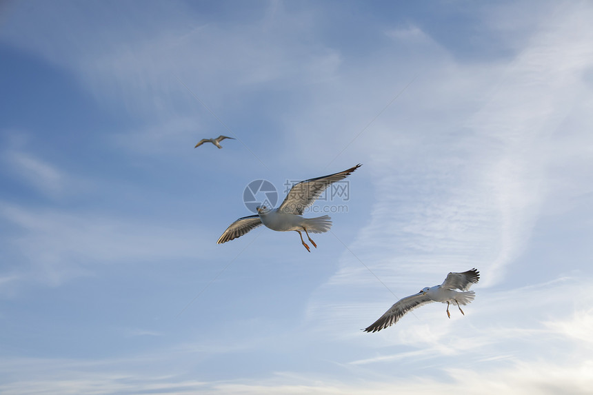 海鸥在蓝天空中飞翔太阳鸟类蓝色天空灰色翅膀飞行白色团体自由图片