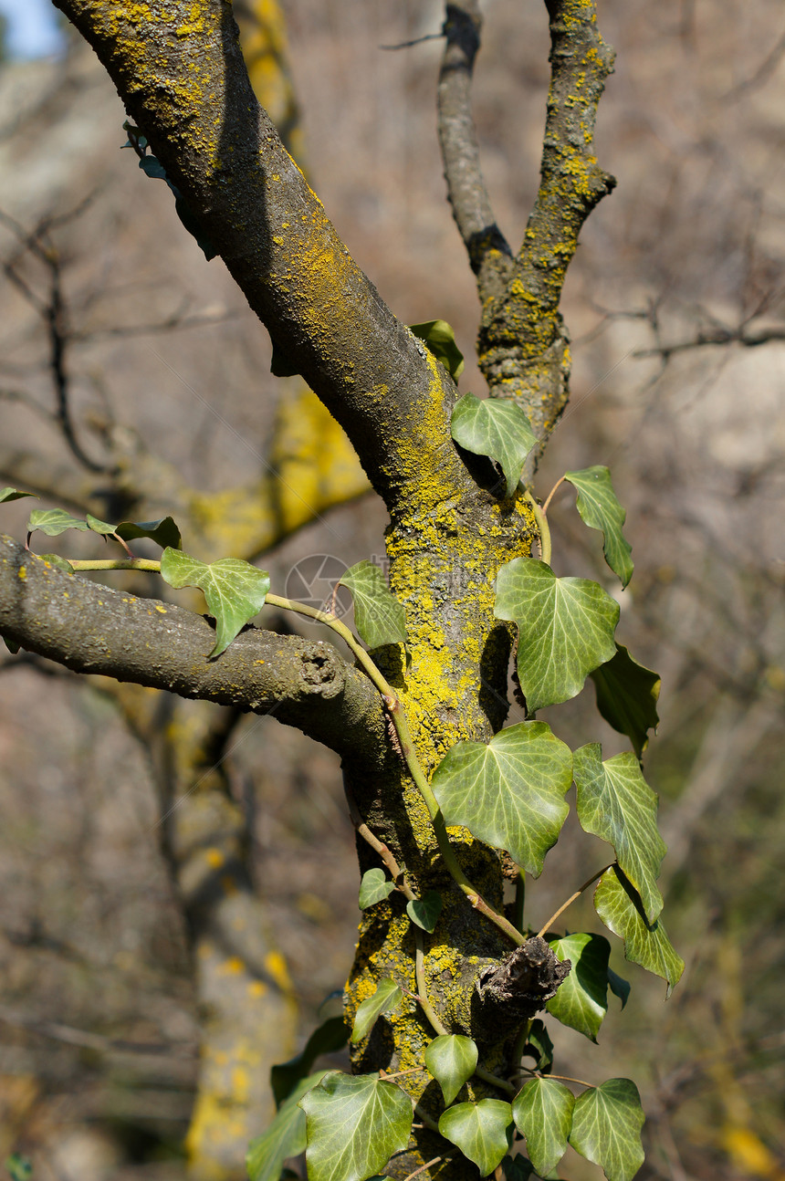 常春藤阴影植被爬行者环境登山者荒野苔藓丛林生长植物学图片