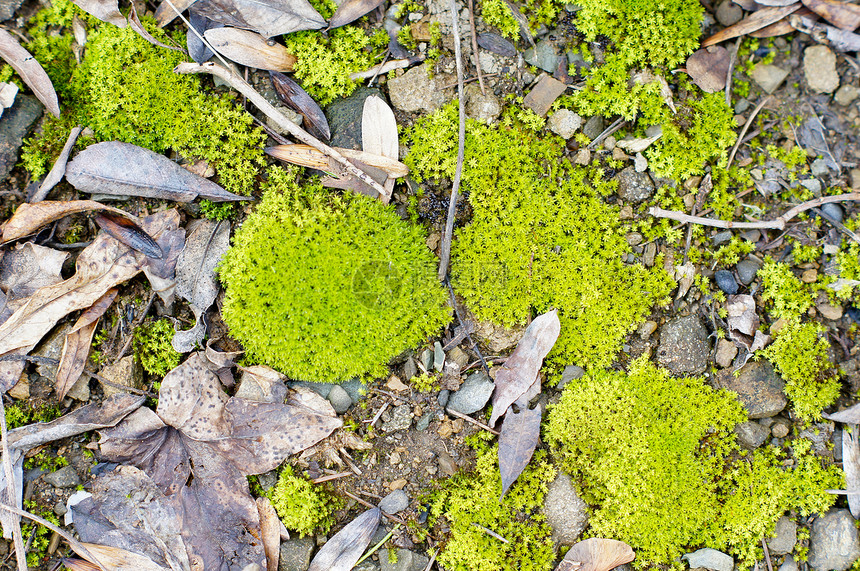 蚊子树木树叶石头岩石叶子公园荒野植物森林植物学图片