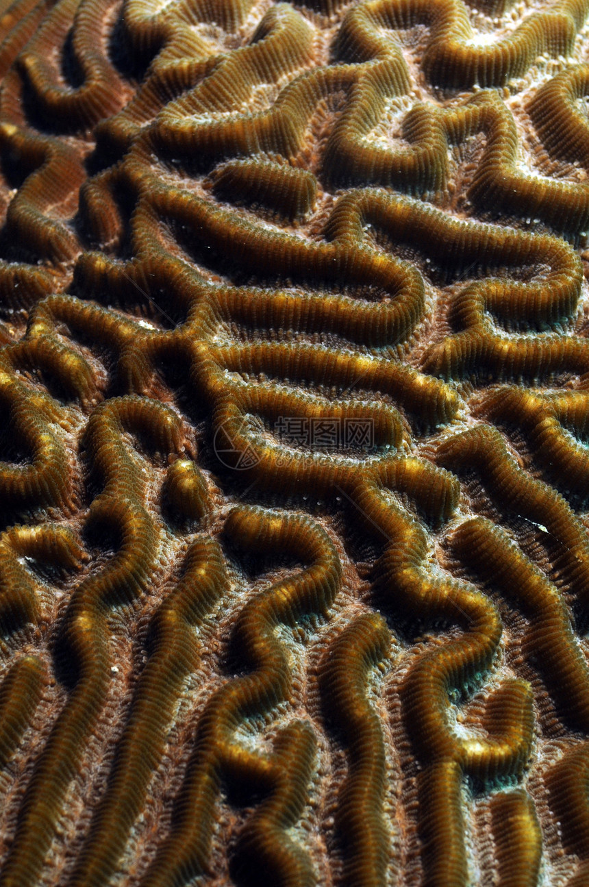 海洋中脑珊瑚的密闭图片