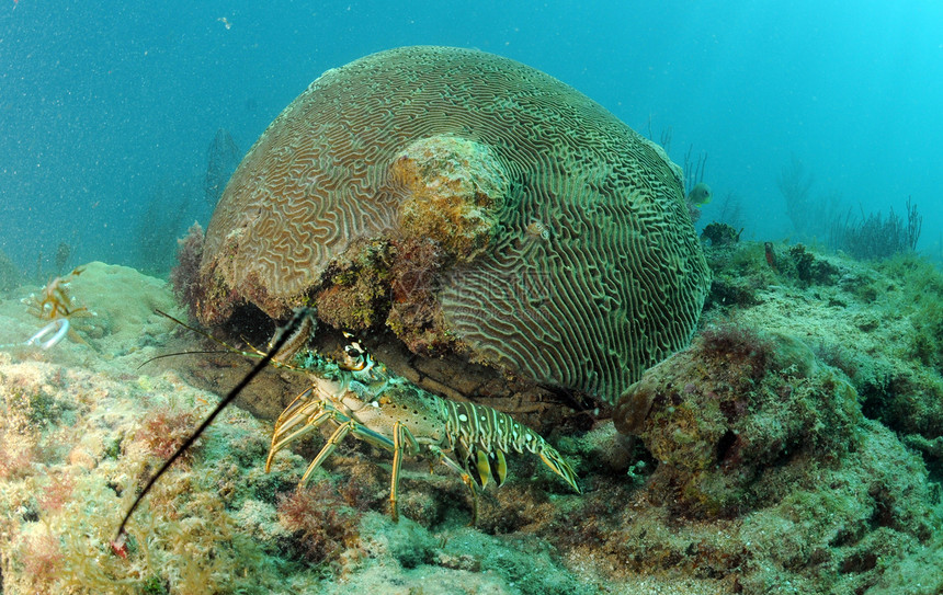 自然栖息地加勒比脊椎龙虾图片