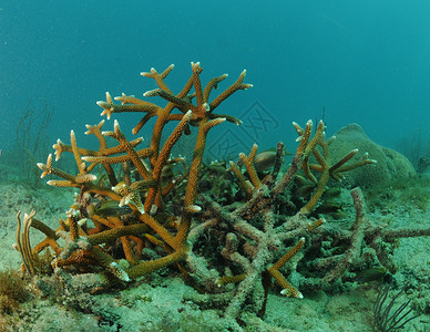 水下海景中的鹿角珊瑚高清图片