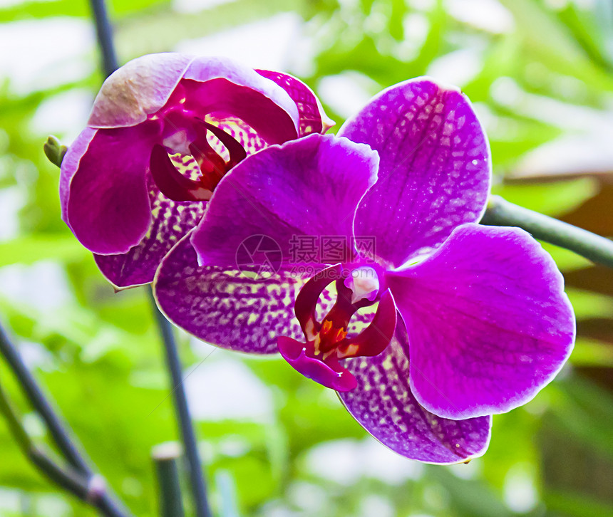 绿色背景的兰花紫色花粉雌蕊紫丁香植物学情调异国图片