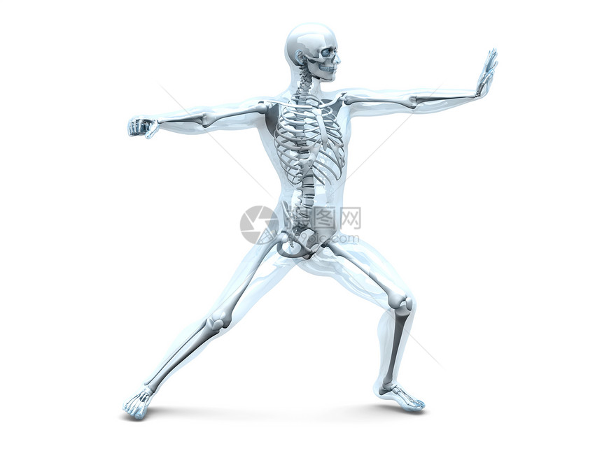 解剖学武术生物学柱子科学力量男性骨科颅骨骨骼手臂胫骨图片