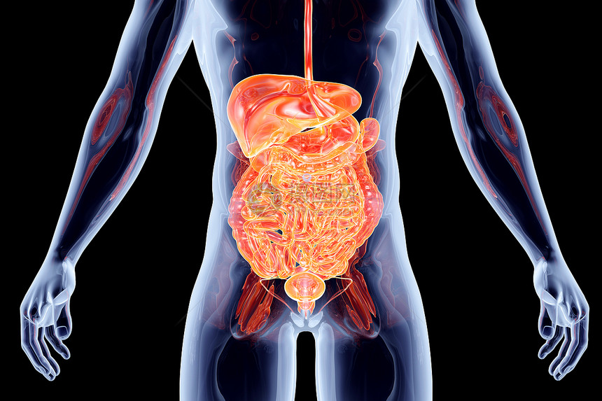 内脏  肠断层胆量学习药品肾上腺生物学考试生理骨骼计算机图片