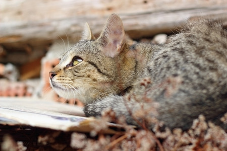 猫咪向上看灰色猫科动物哺乳动物条纹动物胡须宠物小猫背景图片