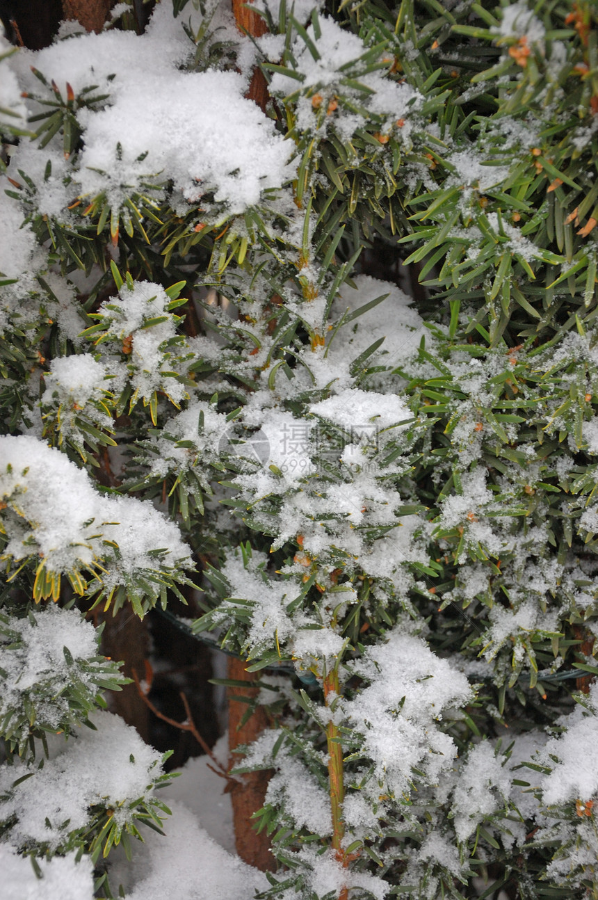 花园中的冬季植物群树木风暴植物季节下雪图片