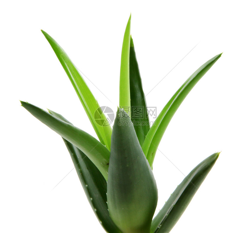 白上隔离的 Aloe vera 植物愈合药品植物学治愈果汁力量沙漠洗剂保健叶子图片