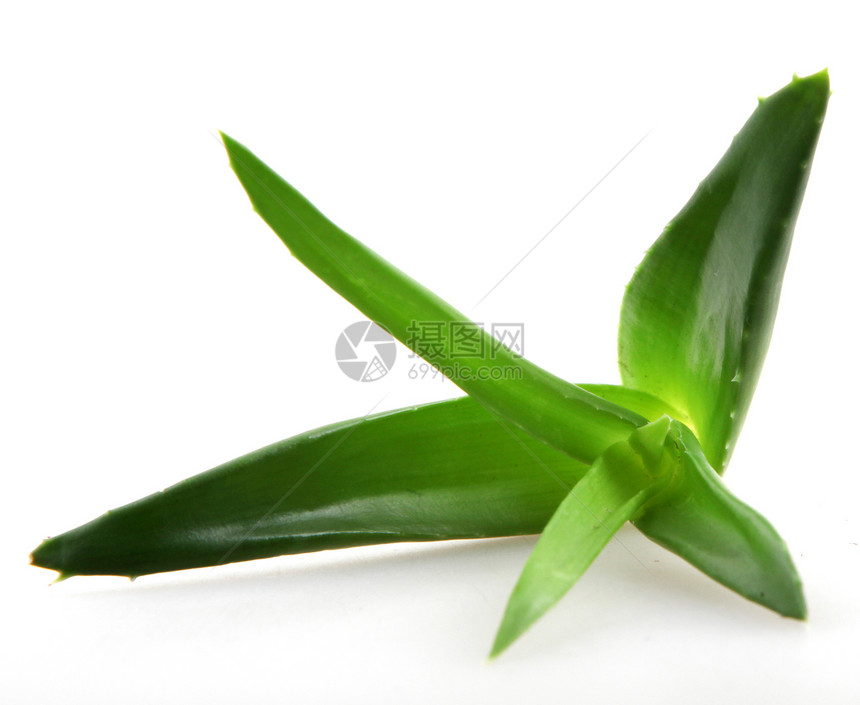 白上隔离的 Aloe vera 植物皮肤生长沙漠叶子化妆品洗剂卫生治疗治愈药品图片