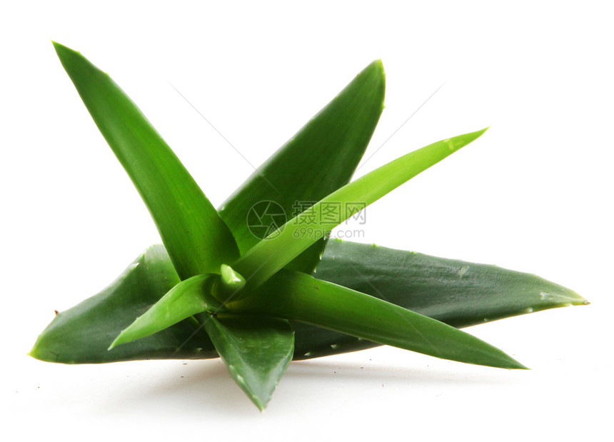 白上隔离的 Aloe vera 植物叶子力量生长植物学治疗洗剂草本植物药品愈合化妆品图片