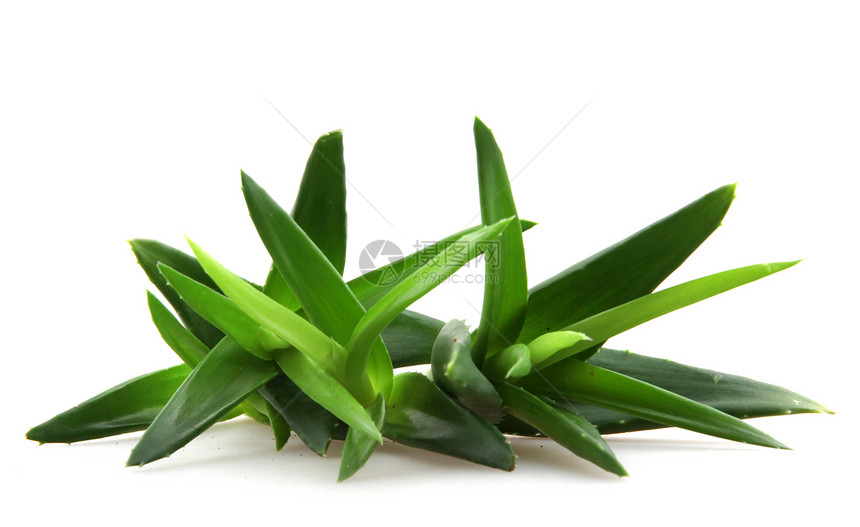 白上隔离的 Aloe vera 植物生长治愈治疗药品皮肤洗剂果汁卫生叶子草本植物图片