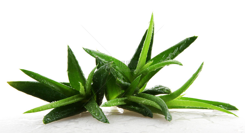 白上隔离的 Aloe vera 植物药品草本植物叶子洗剂愈合果汁卫生皮肤保健治愈图片