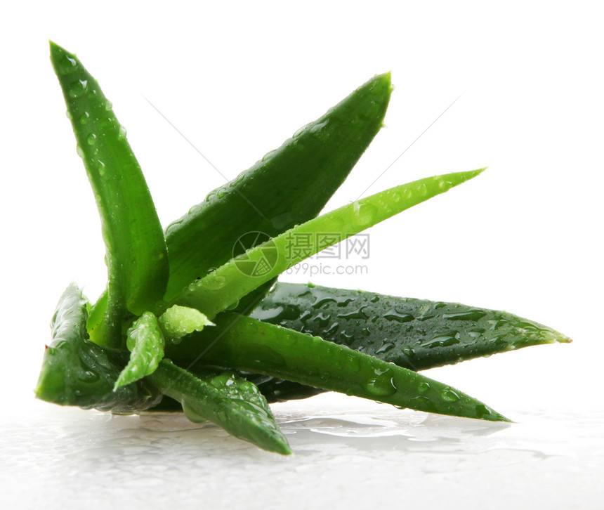 白上隔离的 Aloe vera 植物卫生治疗洗剂皮肤植物学药品保健治愈叶子护理图片