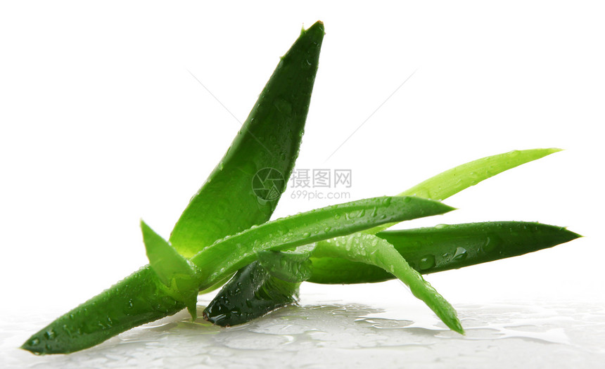 白上隔离的 Aloe vera 植物力量治愈沙漠护理保健卫生生长化妆品洗剂治疗图片