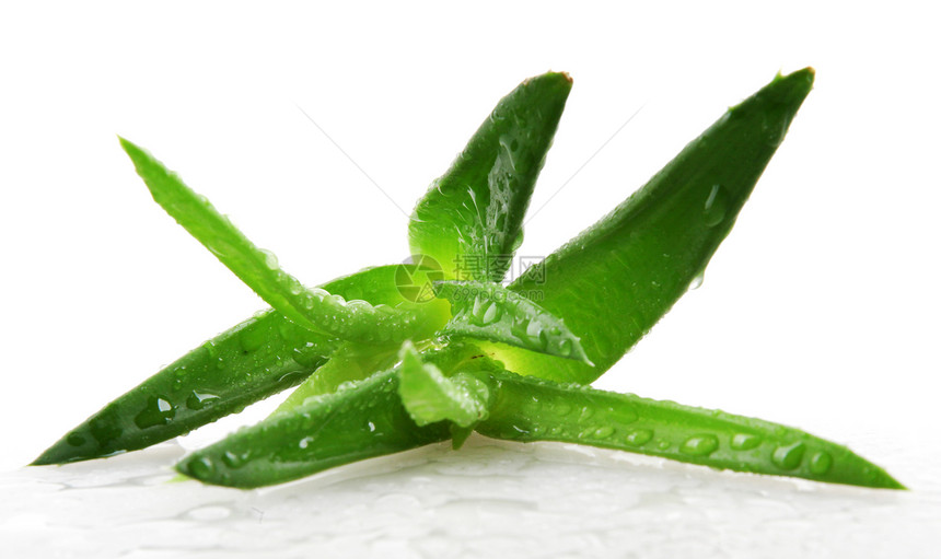 白上隔离的 Aloe vera 植物治愈治疗生长力量果汁愈合卫生药品叶子化妆品图片
