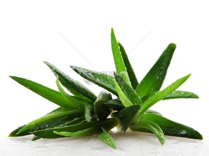 白上隔离的 Aloe vera 植物药品果汁治疗力量生长护理卫生治愈皮肤草本植物图片