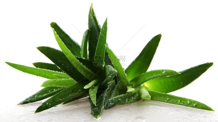 白上隔离的 Aloe vera 植物愈合药品卫生洗剂皮肤果汁植物学生长力量治疗图片