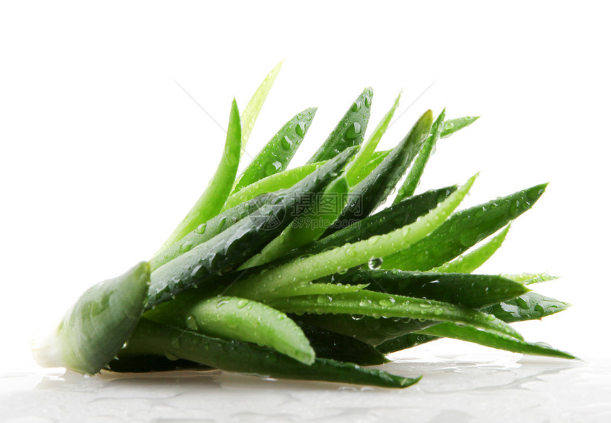 白上隔离的 Aloe vera 植物护理果汁治疗洗剂保健生长沙漠草本植物治愈力量图片