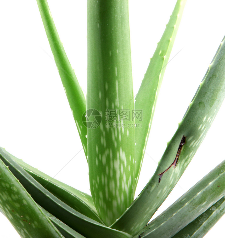 白上隔离的 Aloe vera 植物沙漠植物学草本植物药品卫生洗剂生长治疗力量化妆品图片