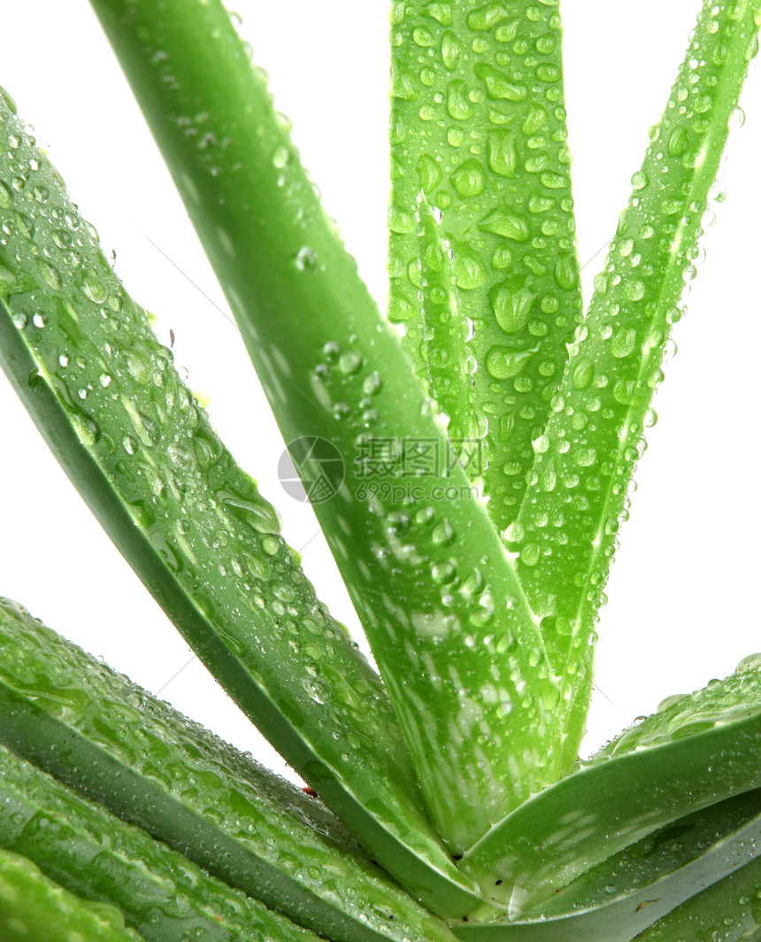 白上隔离的 Aloe vera 植物皮肤草本植物植物学洗剂卫生果汁化妆品治愈药品叶子图片