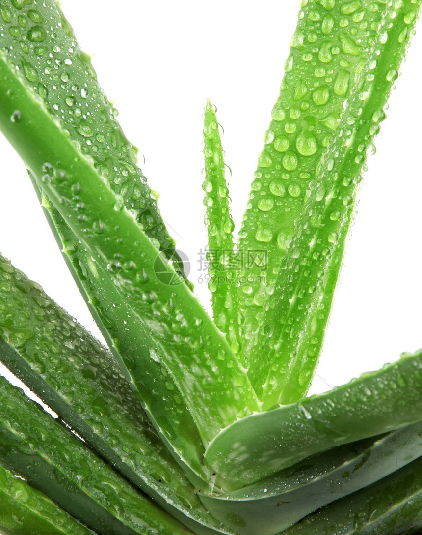 白上隔离的 Aloe vera 植物叶子药品保健草本植物化妆品生长卫生植物学皮肤洗剂图片