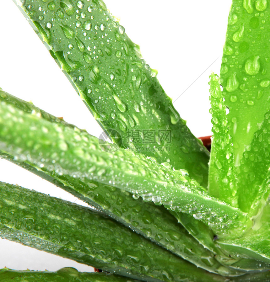 白上隔离的 Aloe vera 植物治疗草本植物化妆品植物学卫生皮肤果汁治愈愈合叶子图片