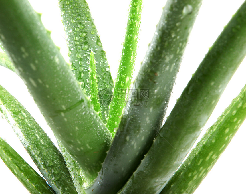 白上隔离的 Aloe vera 植物治疗叶子护理植物学草本植物化妆品药品卫生愈合沙漠图片