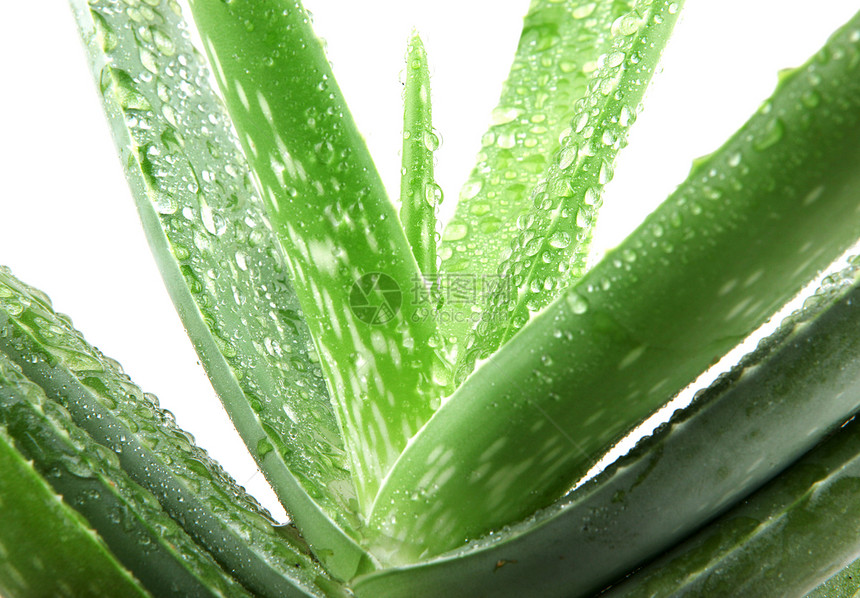 白上隔离的 Aloe vera 植物植物学治疗化妆品皮肤果汁洗剂草本植物护理沙漠生长图片