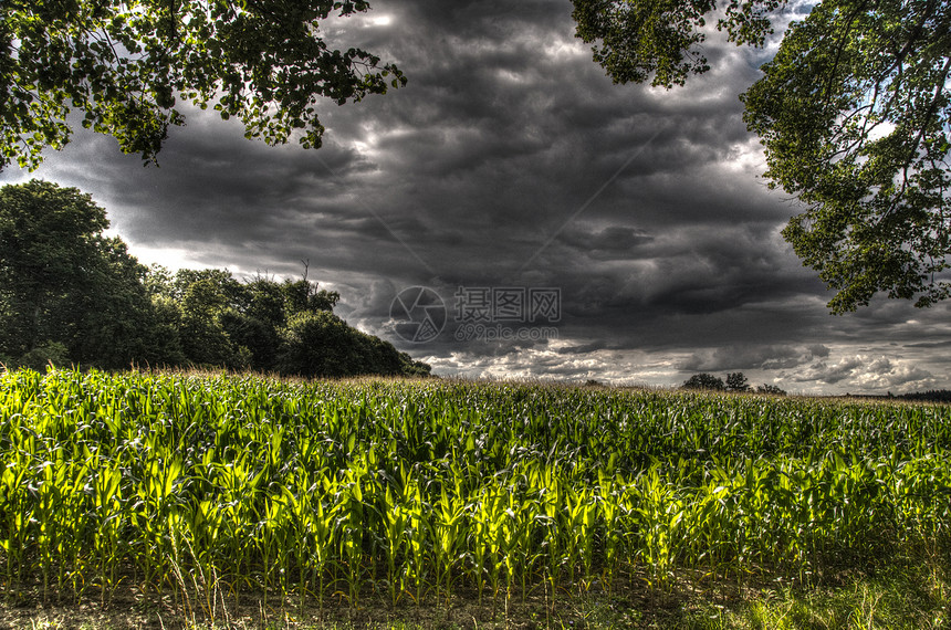 暴风云下的玉米田图片