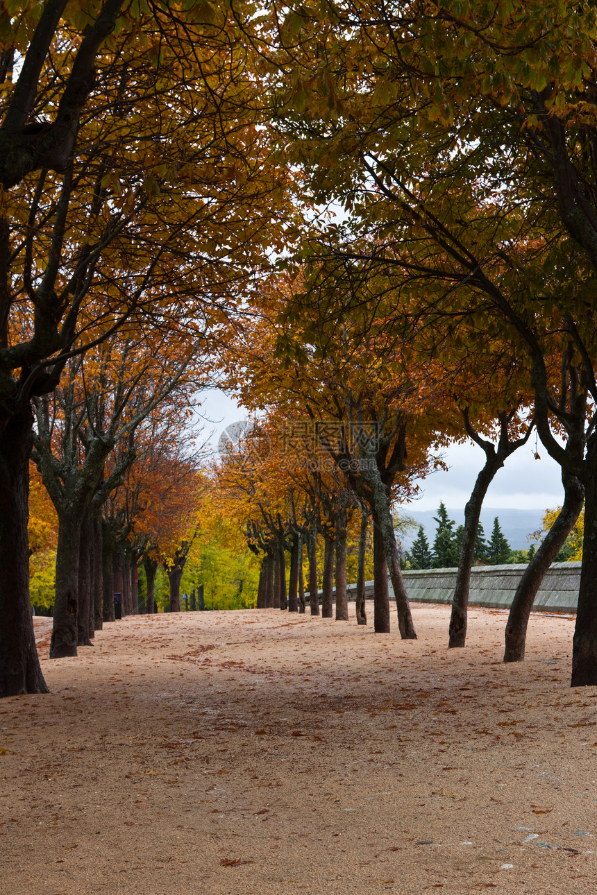 秋季散步植物季节死亡大街花园风景叶子人行道植物群森林图片