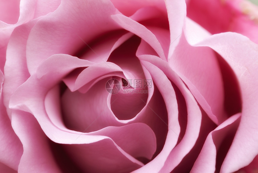 柔软粉色玫瑰花花朵花园图片