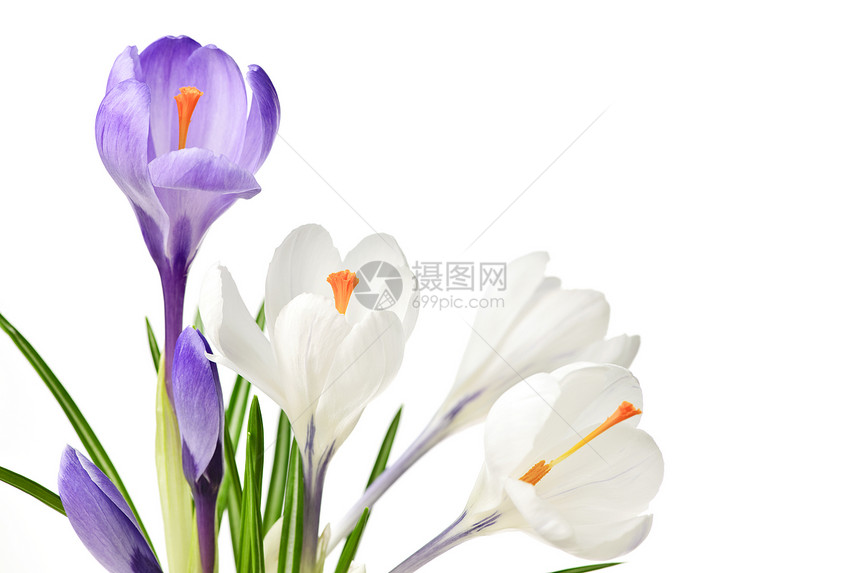 春花花白色团体树叶生长紫色花束红花绿色植物花瓣图片