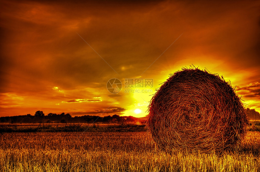 日落时收割粮食之后的稻草树木绿色黄色阴影收成耕作土壤农作物场地犁沟图片