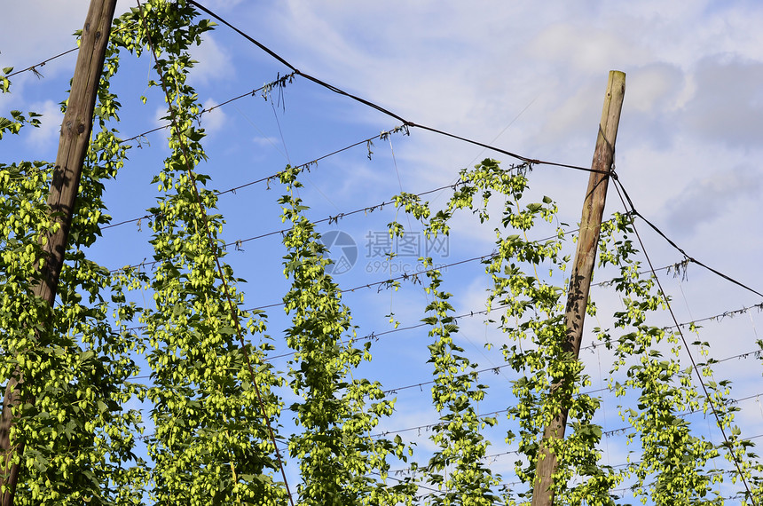 在跳跃的种植园里生产收成绿色棕色茶点树叶酿造啤酒白色植物图片