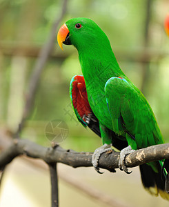 鹦鹉鸟异国动物野生动物情调荒野热带绿色翅膀宠物高清图片