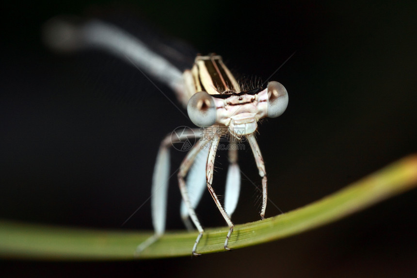 龙捕食者身体翅膀害虫昆虫学生活荒野女性蜻蜓框架图片
