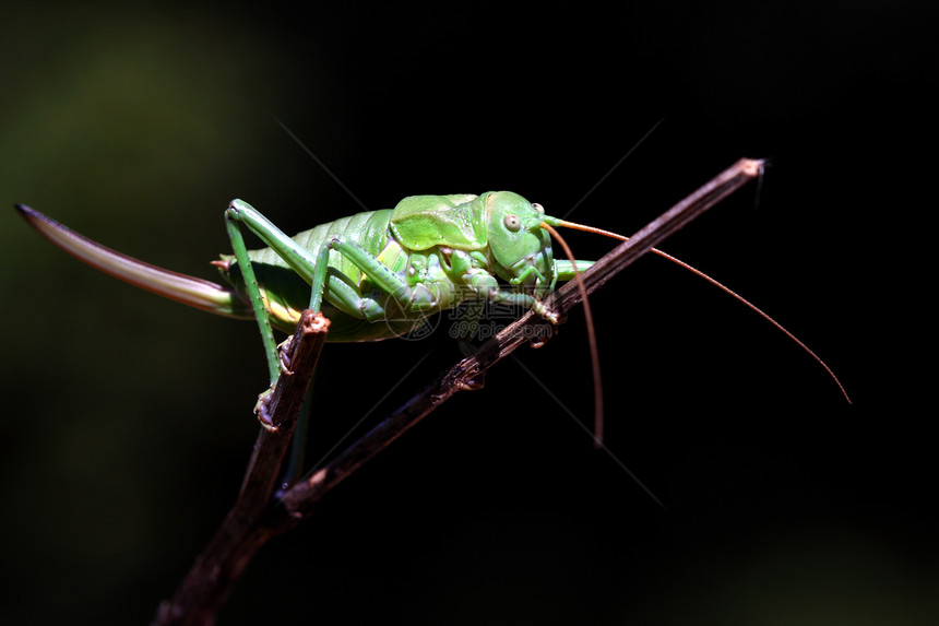 板球荒野农业动物群宏观绿色水平活力跳跃生物昆虫学图片