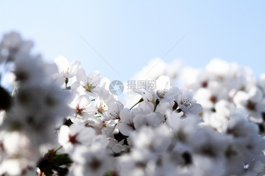 樱花与花束花园绿色黄色叶子宏观花瓣蓝色植物白色图片