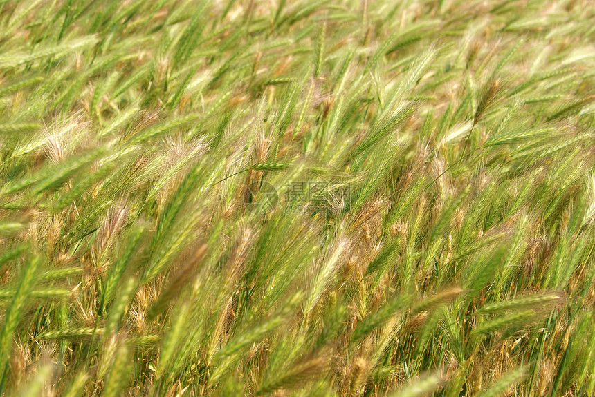 Rye 字段季节农村植物农民晴天场地粮食烘烤谷物面包图片