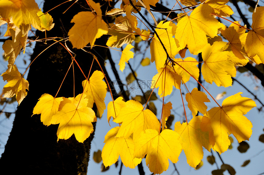 秋叶静脉蓝色季节橙子阳光叶子植物框架生长飞行图片