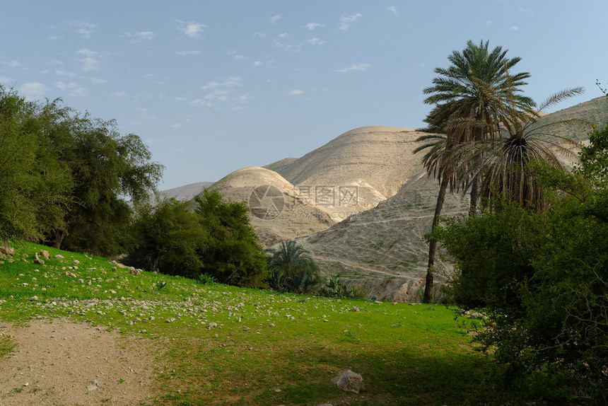 杰里科附近Wadi Qelt犹太沙漠的绿洲图片