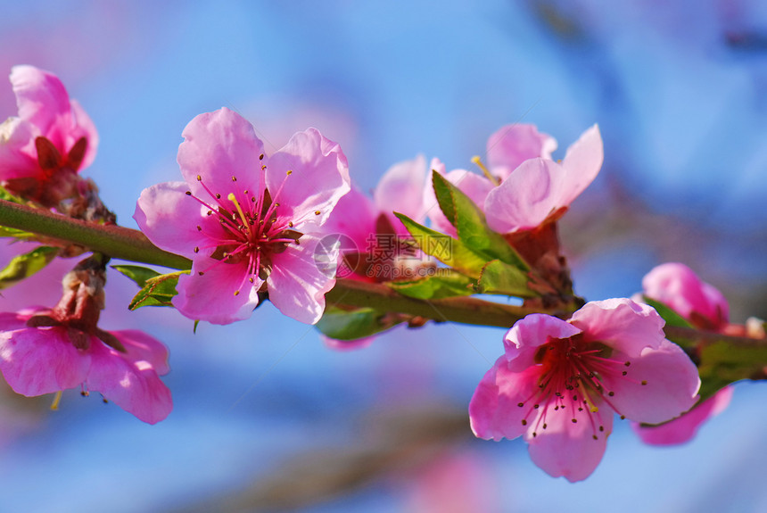 花朵盛开的樱桃树花植物宏观花瓣季节粉色过敏水果植物群天空果园图片
