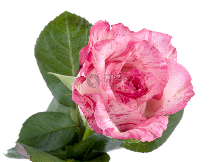 白色的粉红玫瑰植物粉色花瓣叶子礼物图片