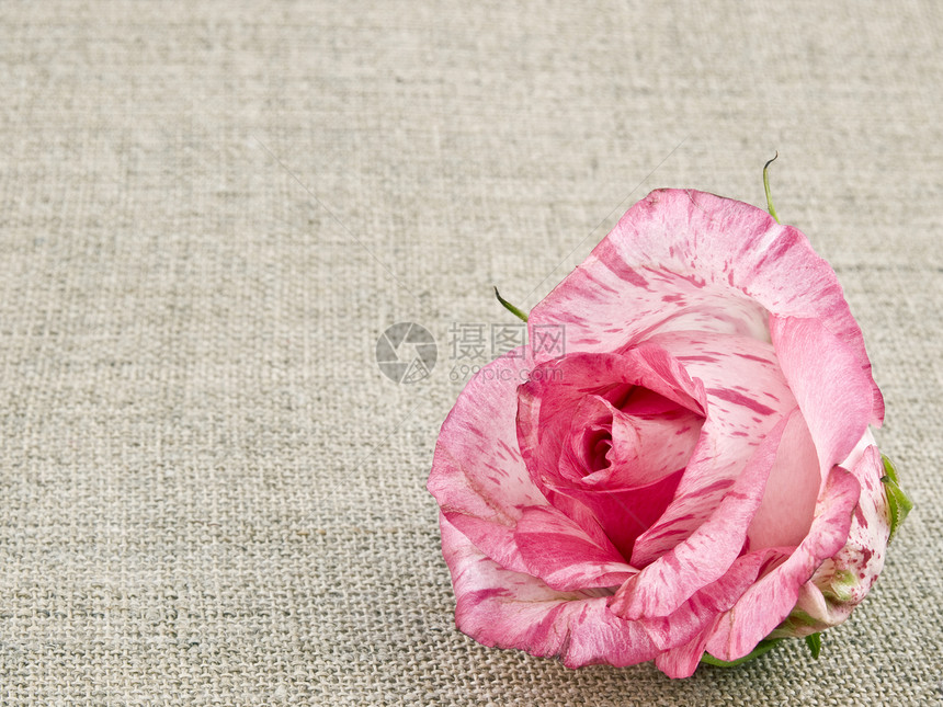 亚麻背景粉红玫瑰图片