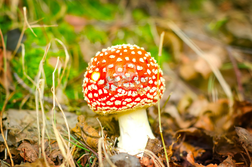 森林里三个红蘑菇图片