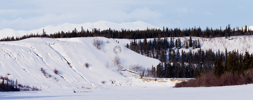 育空冬季风景和狗拉着马舍尔雪橇图片